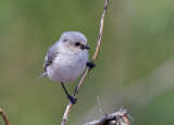 Bushtit