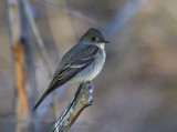 Western Wood-Pewee