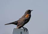 Red-winged Blackbird