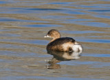 Pied-billed Grebe