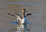 Hooded Merganser