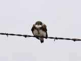 Bank Swallow