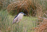 Black-crowned Night-Heron