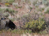 Black-throated Sparrow