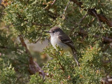 Gray Flycatcher