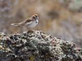 Lark Sparrow