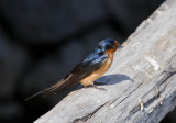 Barn Swallow