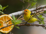 Western Tanager