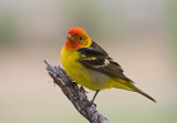 Western Tanager