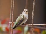 Black-chinned Hummingbird