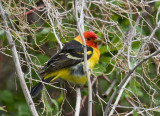 Western Tanager