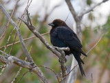 Brown-headed Cowbird