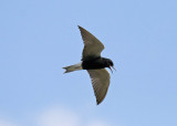 Black Tern