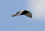 Black Tern