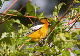 Bullocks Oriole