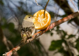 Western Tanager