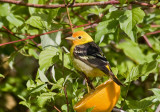 Western Tanager
