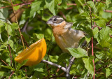 Black-headed Grosbeak