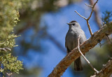 Gray Catbird