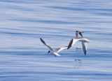Sabine's Gulls and Fork-tailed Storm-Petrel