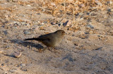 California Towhee