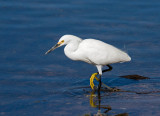 Snowy Egret