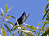 Phainopepla