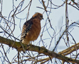 Red-shouldered Hawk