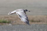 Odd California Gull