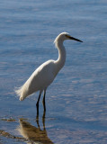 Snowy Egret