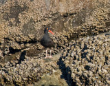 Black Oystercatcher