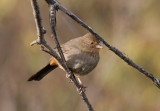 California Towhee