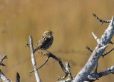 Savannah Sparrow