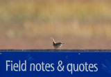 House Wren and field notes