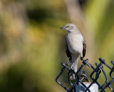 Northern Mockingbird