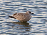 Herring Gull