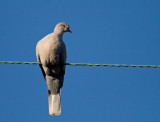 Eurasian Collared-Dove