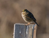 Beldings Savannah Sparrow