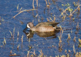 Blue-winged Teal