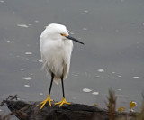 Snowy Egret