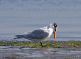 Royal Tern