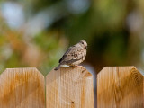 Common Ground-Dove