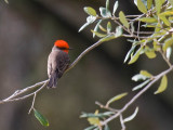 Vermilion Flycatcher