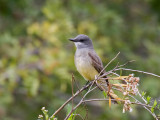 Cassins Kingbird