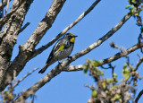 Yellow-rumped (Myrtle x Audubons) Warbler
