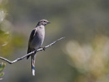 Townsends Solitaire