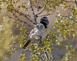 Black-throated Sparrow