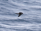 Ashy Storm-Petrel