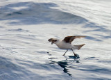 Fork-tailed Storm-Petrel