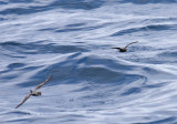 Fork-tailed and Ashy Storm-Petrel